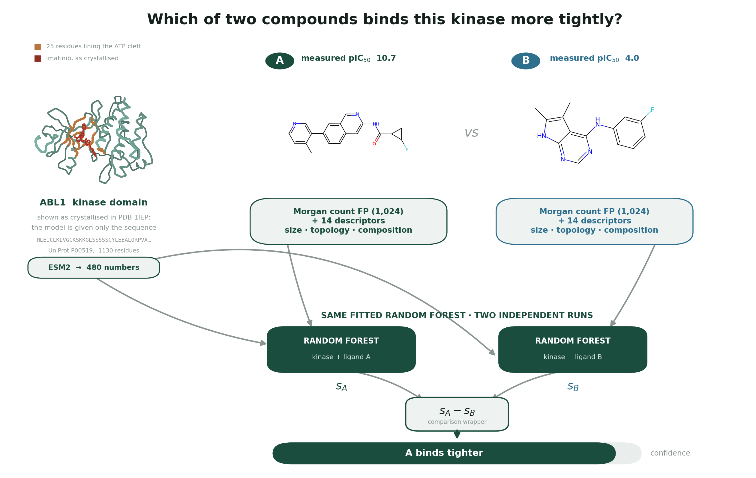 Kinase Foundation Model: ranking two compounds against a kinase from its sequence alone