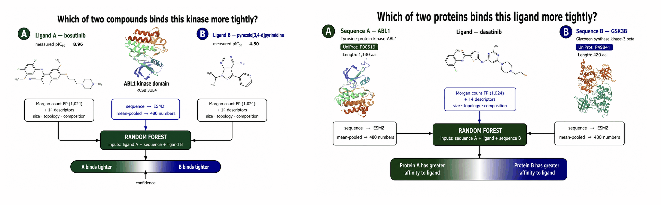 Kinase Foundation Model version 2: the potency model ranking two compounds against one kinase, and the selectivity model ranking two kinases for one compound